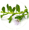 Bacopamonnieri