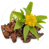Rhodiolarosea
