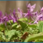 Corydalis Yanhusuo-Plant