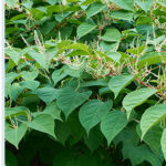Japanese Knotweed 