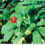 Panax Japonicus
