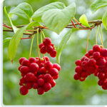 Schisandra 